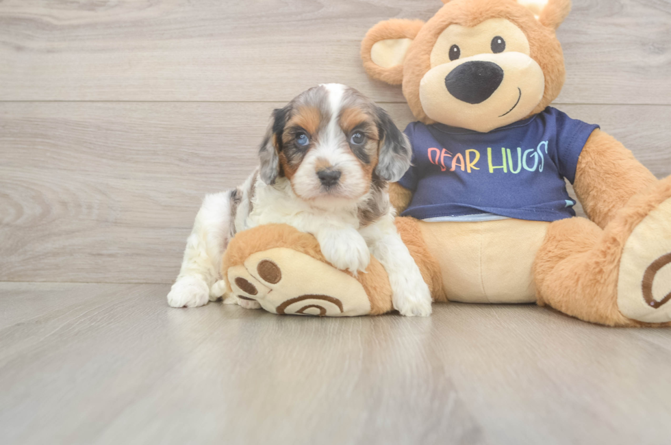 6 week old Cavapoo Puppy For Sale - Seaside Pups