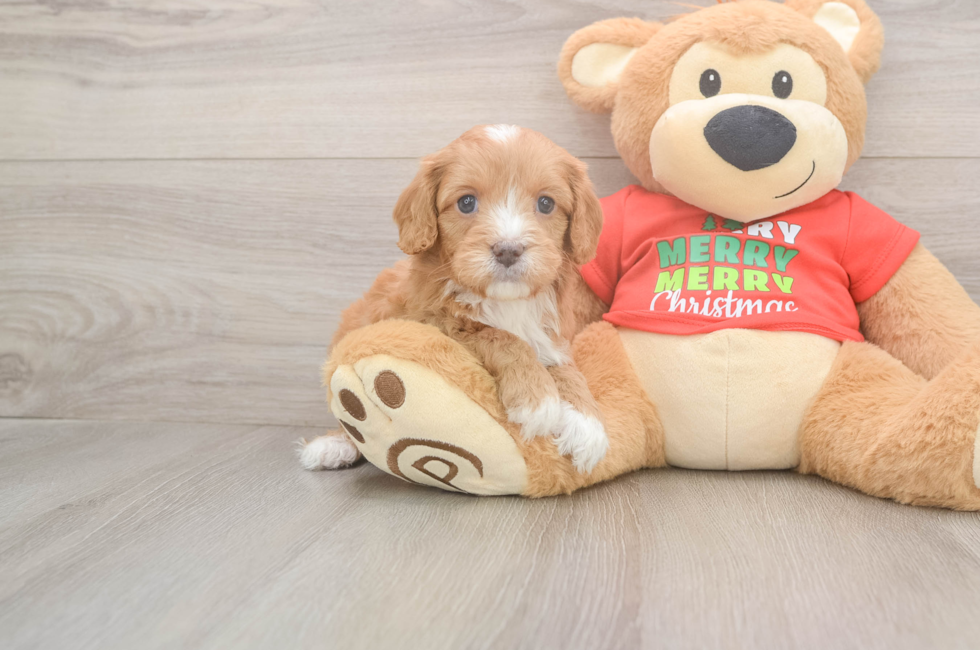 5 week old Cavapoo Puppy For Sale - Seaside Pups