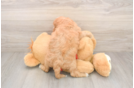 Cavapoo Puppy for Adoption