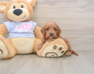 6 week old Cavapoo Puppy For Sale - Seaside Pups