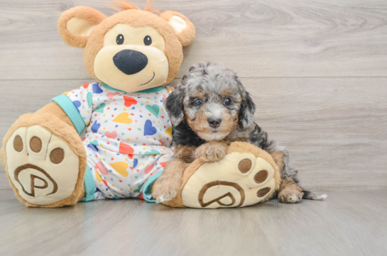 Friendly Cavapoo Baby