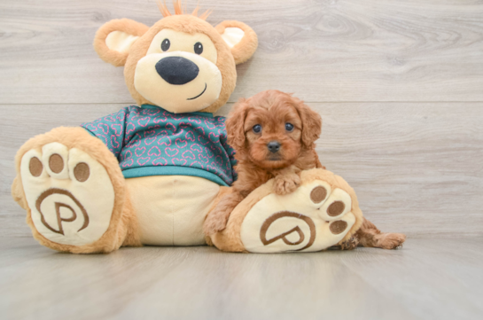Adorable Cavalier King Charles Spaniel and Poodle Mix Poodle Mix Puppy