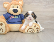 8 week old Cavapoo Puppy For Sale - Seaside Pups