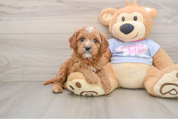 Popular Cavapoo Poodle Mix Pup