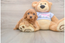 Adorable Cavalier King Charles Spaniel and Poodle Mix Poodle Mix Puppy