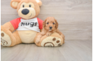 Best Cavapoo Baby
