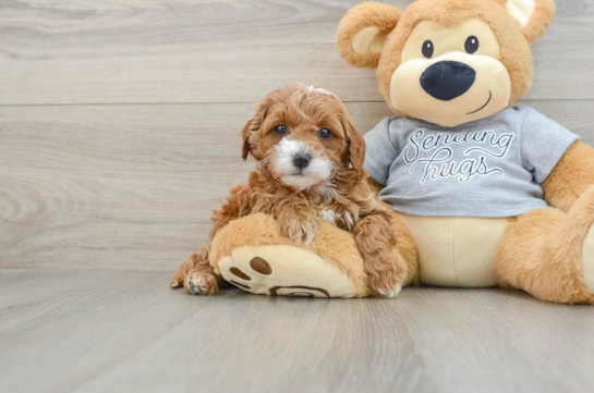 Playful Cavapoodle Poodle Mix Puppy