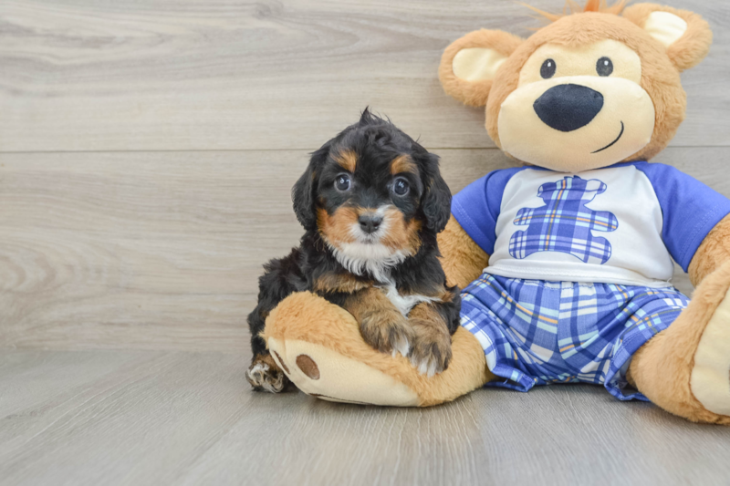Meet Natalia - our Cavapoo Puppy Photo 1/3 - Seaside Pups
