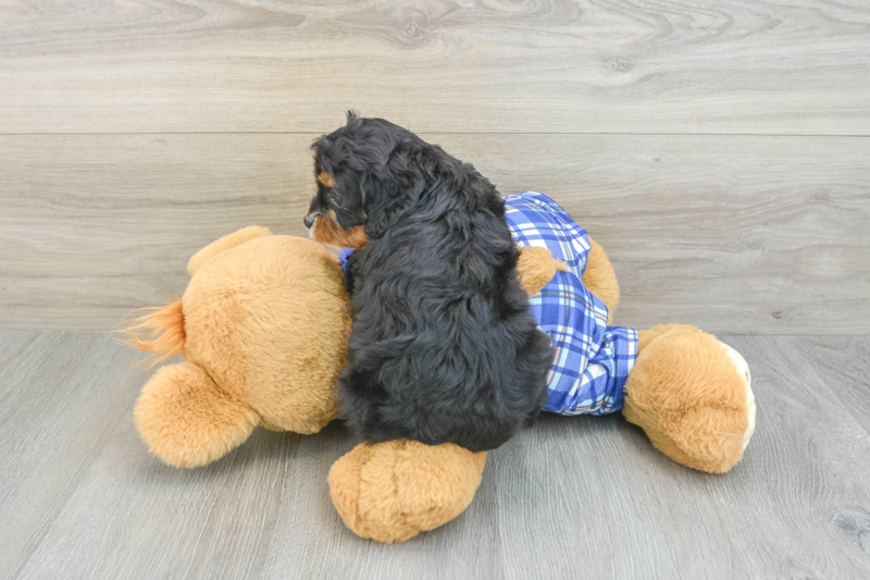 Meet Natalia - our Cavapoo Puppy Photo 2/3 - Seaside Pups