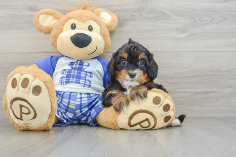 Meet Natalia - our Cavapoo Puppy Photo 3/3 - Seaside Pups