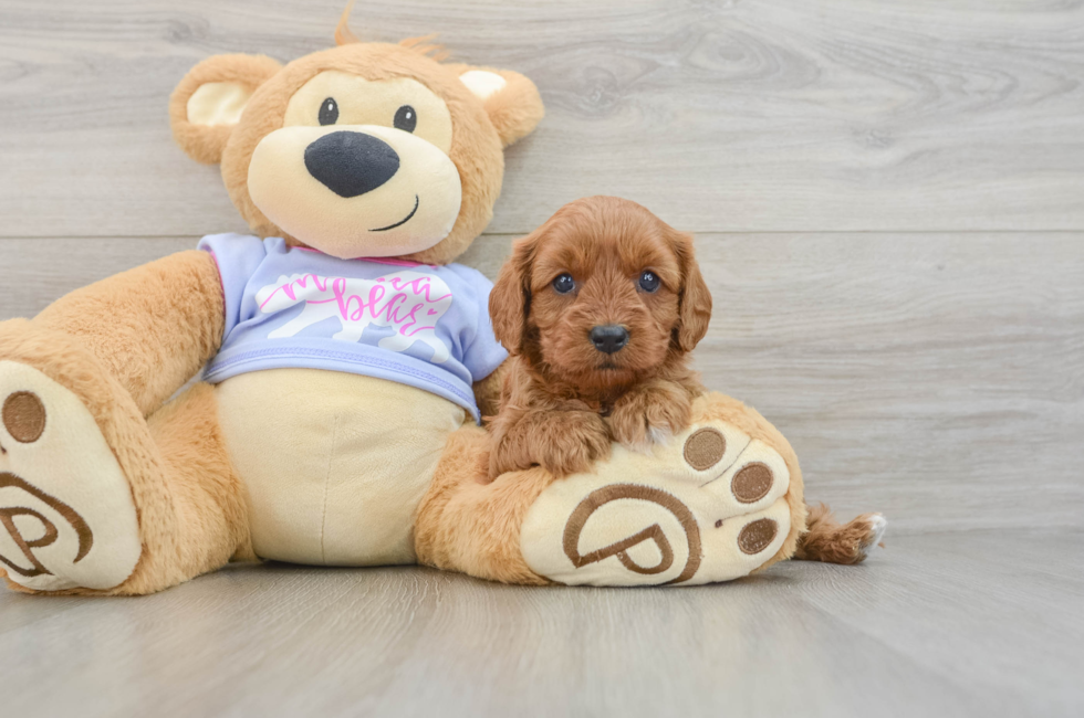 5 week old Cavapoo Puppy For Sale - Seaside Pups