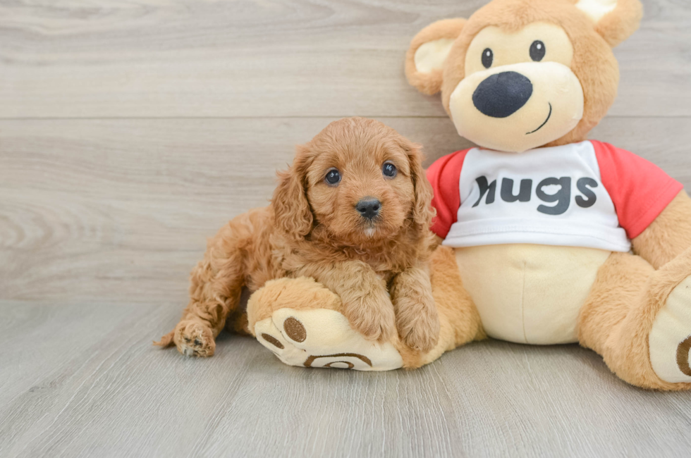 6 week old Cavapoo Puppy For Sale - Seaside Pups