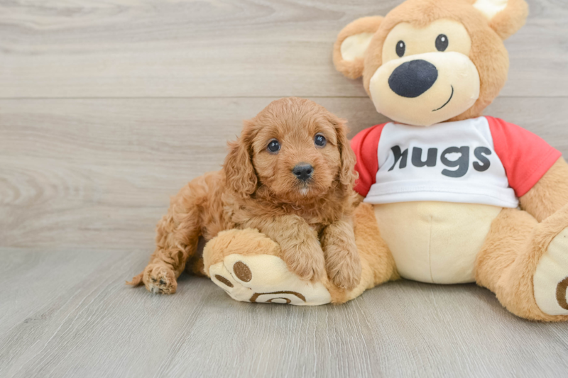 Meet Natalia - our Cavapoo Puppy Photo 1/3 - Seaside Pups