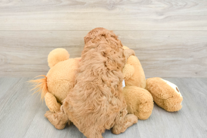 Meet Natalia - our Cavapoo Puppy Photo 2/3 - Seaside Pups