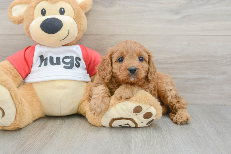 Meet Natalia - our Cavapoo Puppy Photo 3/3 - Seaside Pups