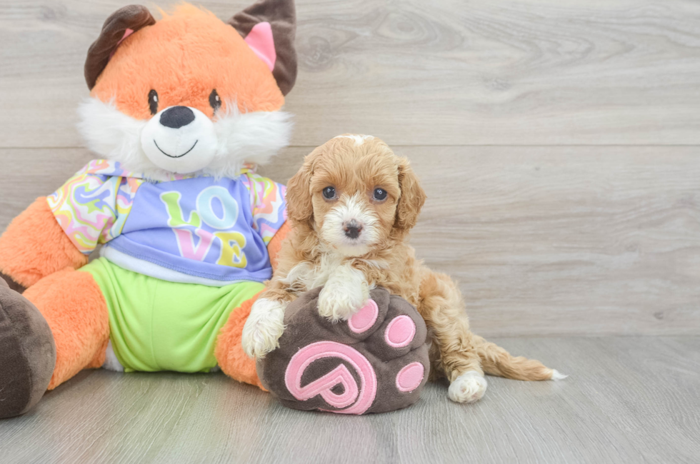 5 week old Cavapoo Puppy For Sale - Seaside Pups