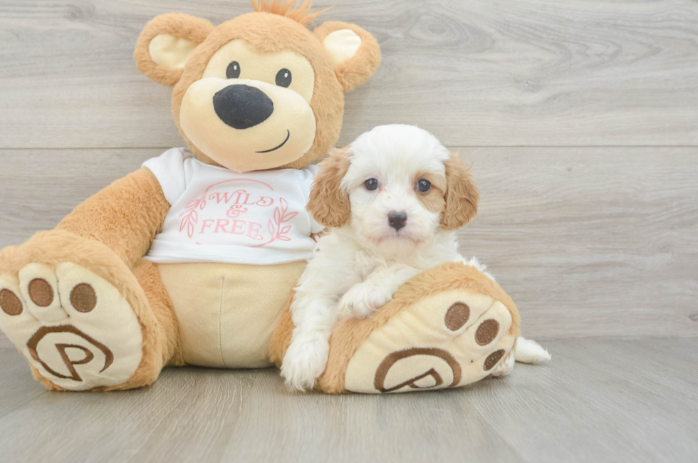 5 week old Cavapoo Puppy For Sale - Seaside Pups