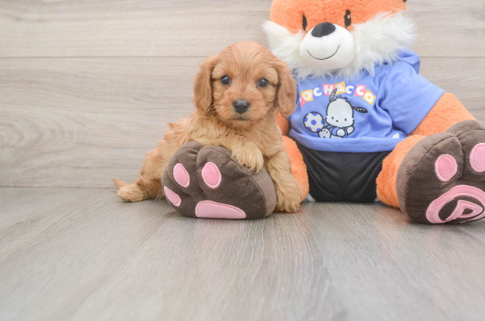5 week old Cavapoo Puppy For Sale - Seaside Pups