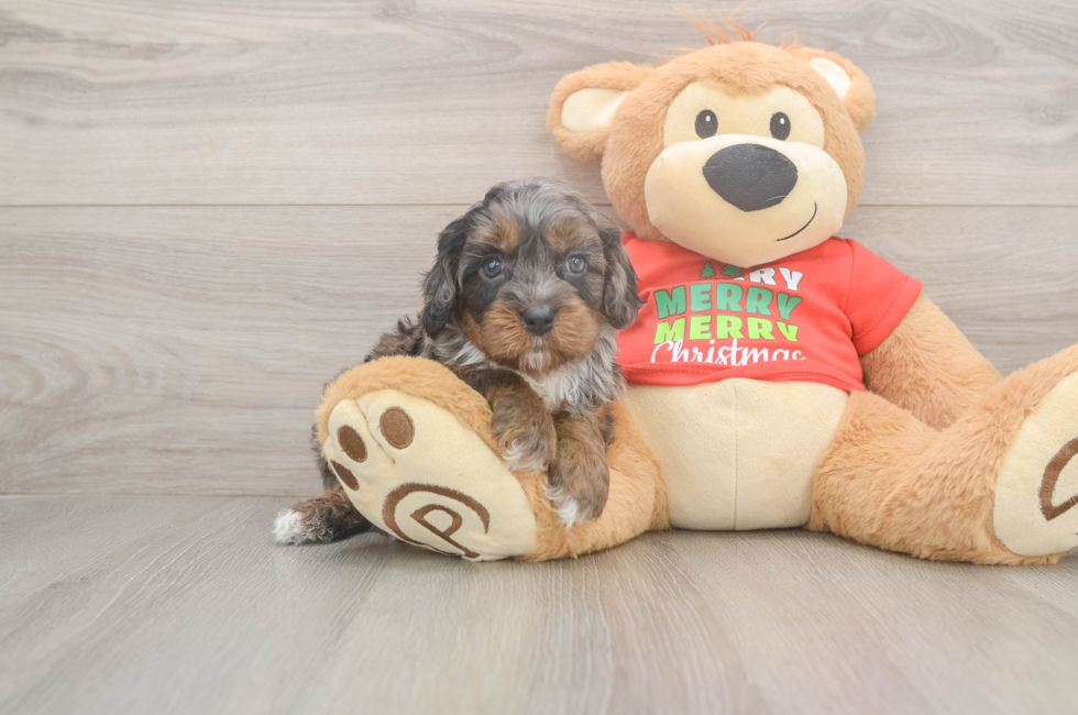 5 week old Cavapoo Puppy For Sale - Seaside Pups