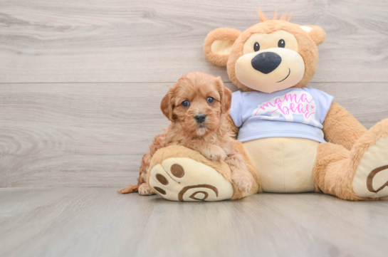 Small Cavapoo Baby