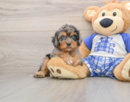 8 week old Cavapoo Puppy For Sale - Seaside Pups