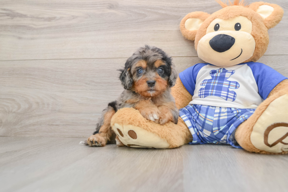 Cavapoo Pup Being Cute