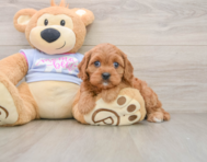 8 week old Cavapoo Puppy For Sale - Seaside Pups