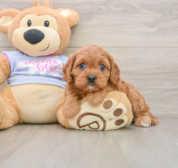 10 week old Cavapoo Puppy For Sale - Seaside Pups