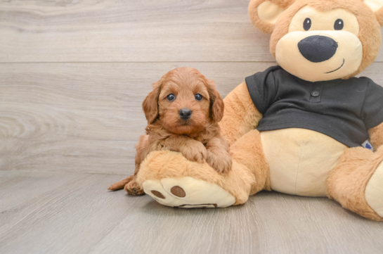 Adorable Cavalier King Charles Spaniel and Poodle Mix Poodle Mix Puppy