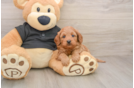 Happy Cavapoo Baby