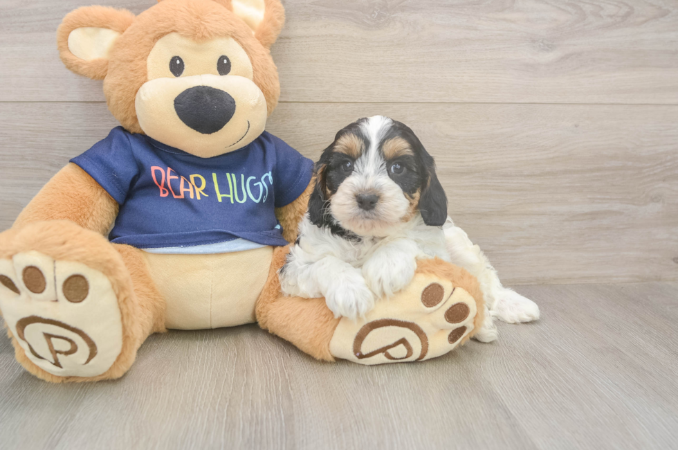 6 week old Cavapoo Puppy For Sale - Seaside Pups