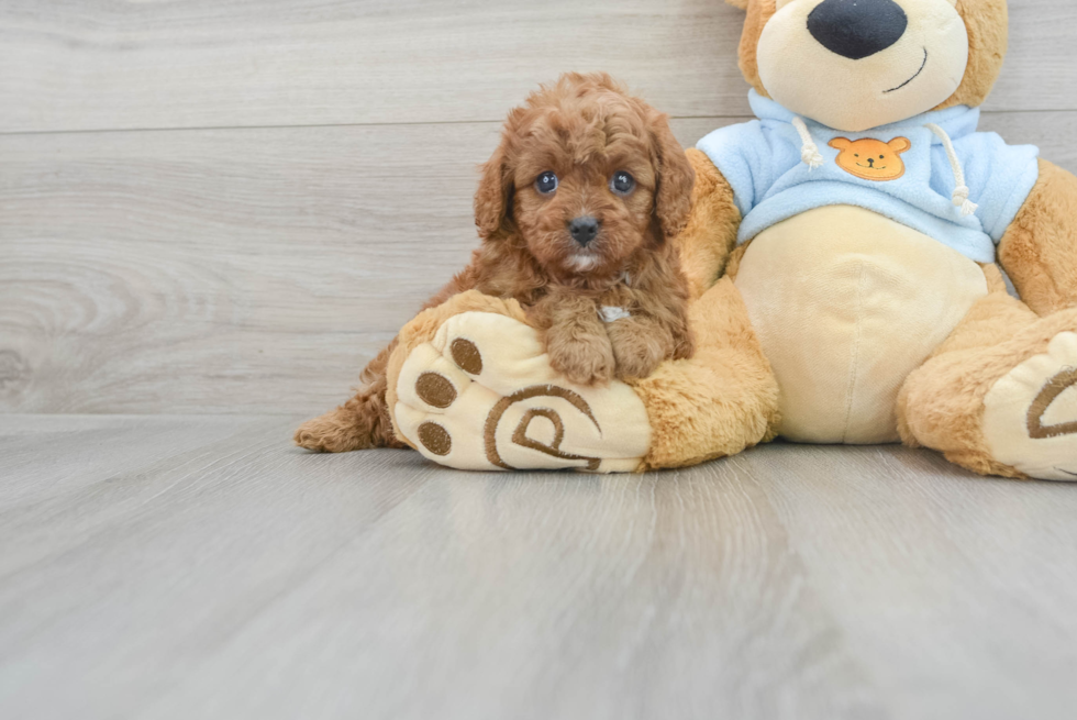 Energetic Cavoodle Poodle Mix Puppy