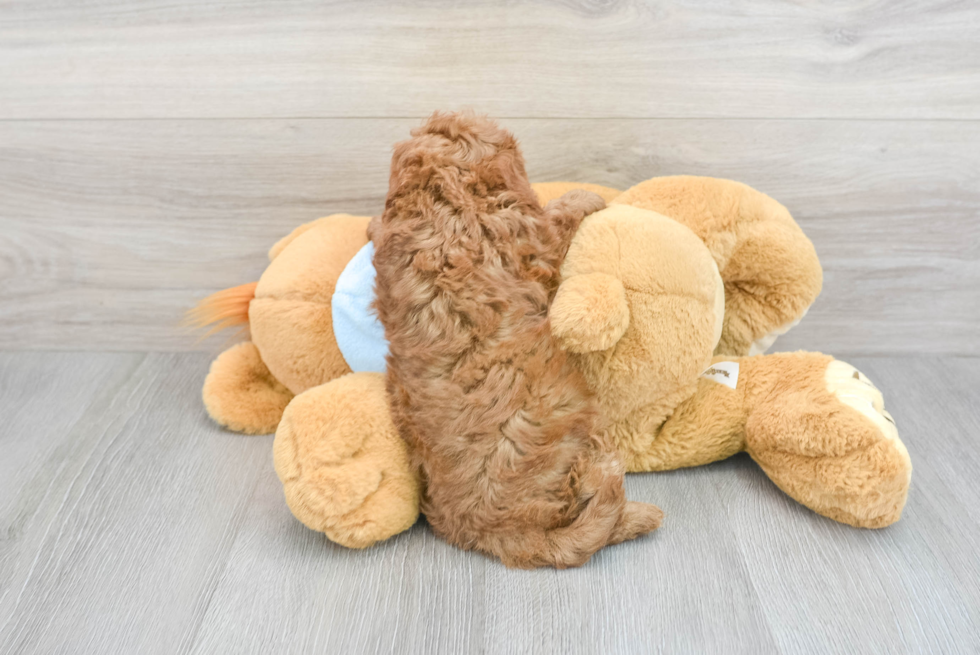 Cavapoo Puppy for Adoption