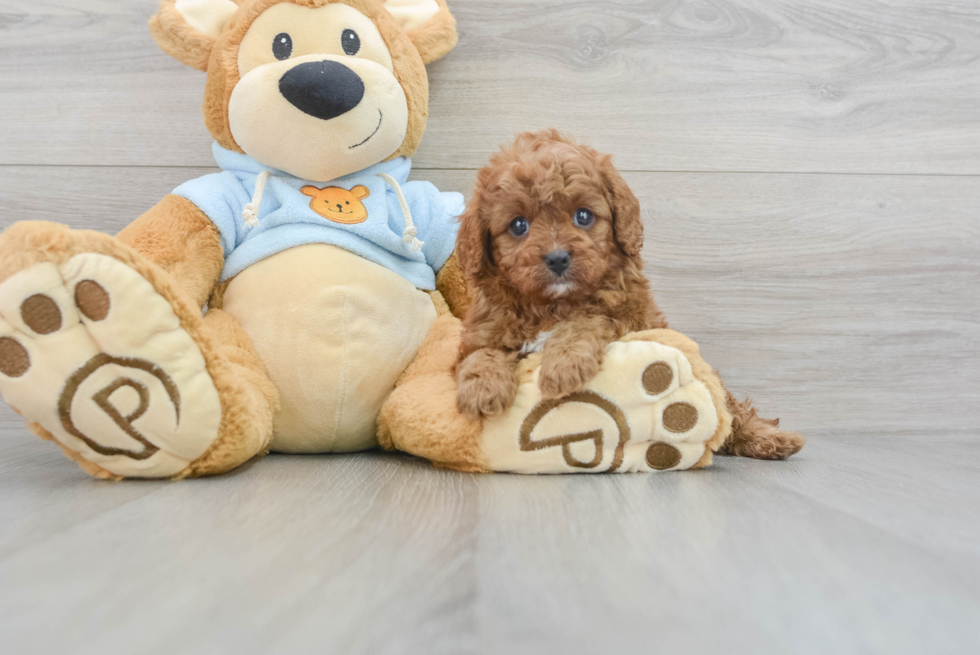 Funny Cavapoo Poodle Mix Pup