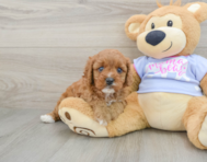 8 week old Cavapoo Puppy For Sale - Seaside Pups