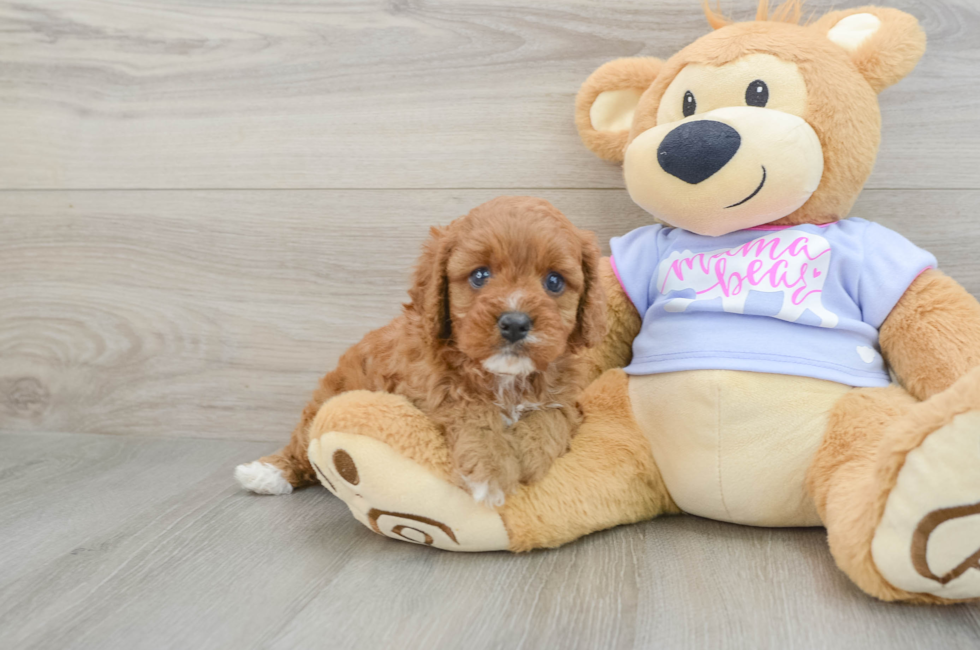 5 week old Cavapoo Puppy For Sale - Seaside Pups