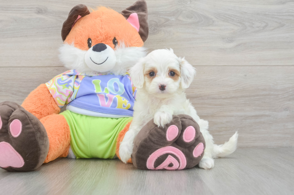 5 week old Cavapoo Puppy For Sale - Seaside Pups