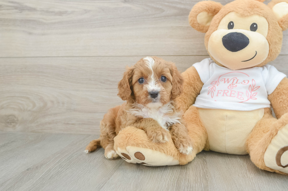 5 week old Cavapoo Puppy For Sale - Seaside Pups