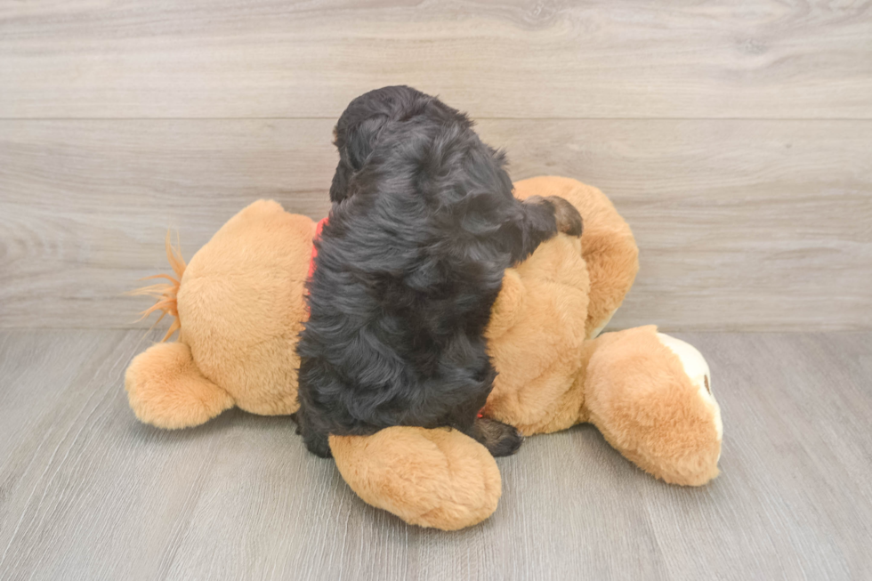 Cavapoo Pup Being Cute