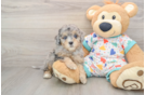 Energetic Cavoodle Poodle Mix Puppy