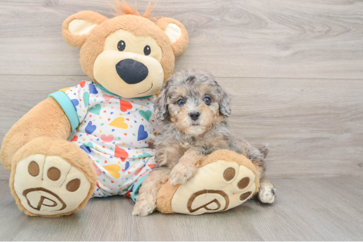 Cute Cavapoo Baby