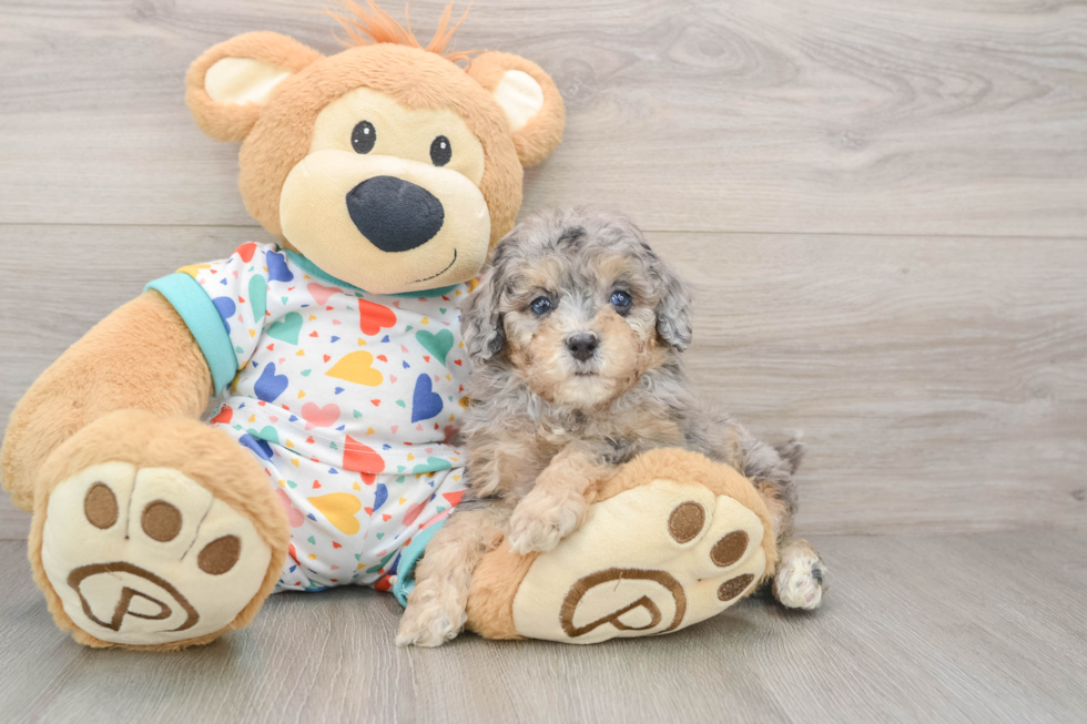 Cute Cavapoo Baby