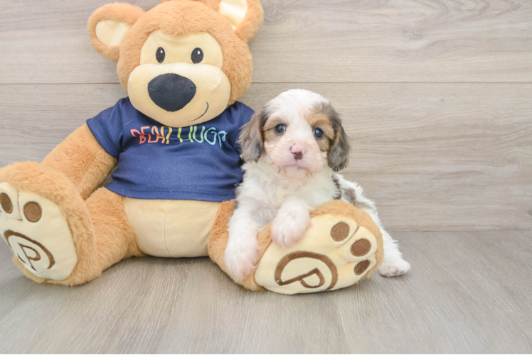 Cavapoo Pup Being Cute