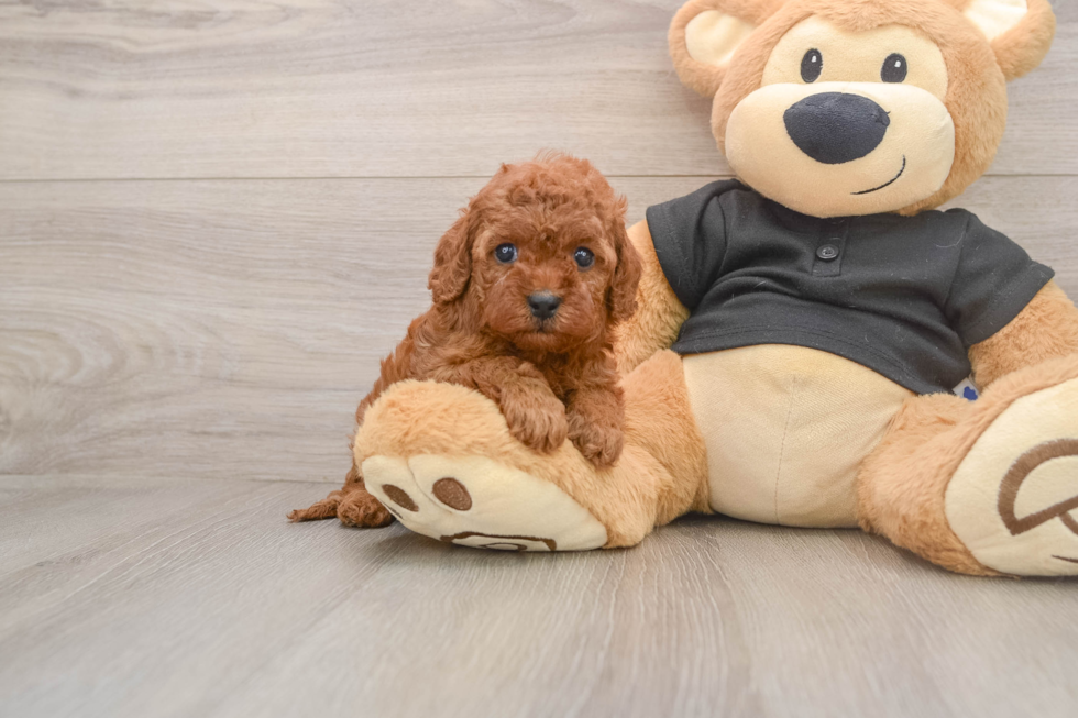 Cavapoo Pup Being Cute