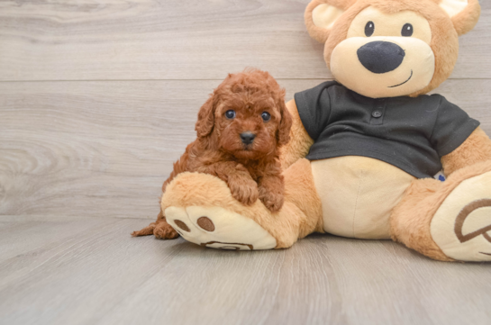 Cavapoo Pup Being Cute