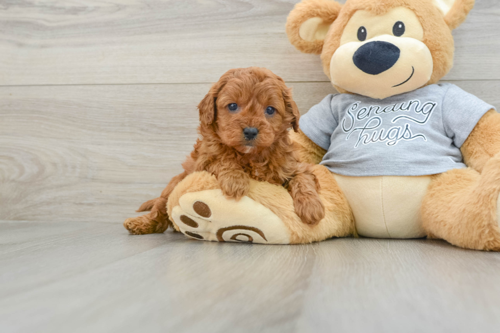 Cute Cavapoo Baby