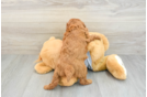 Cavapoo Puppy for Adoption