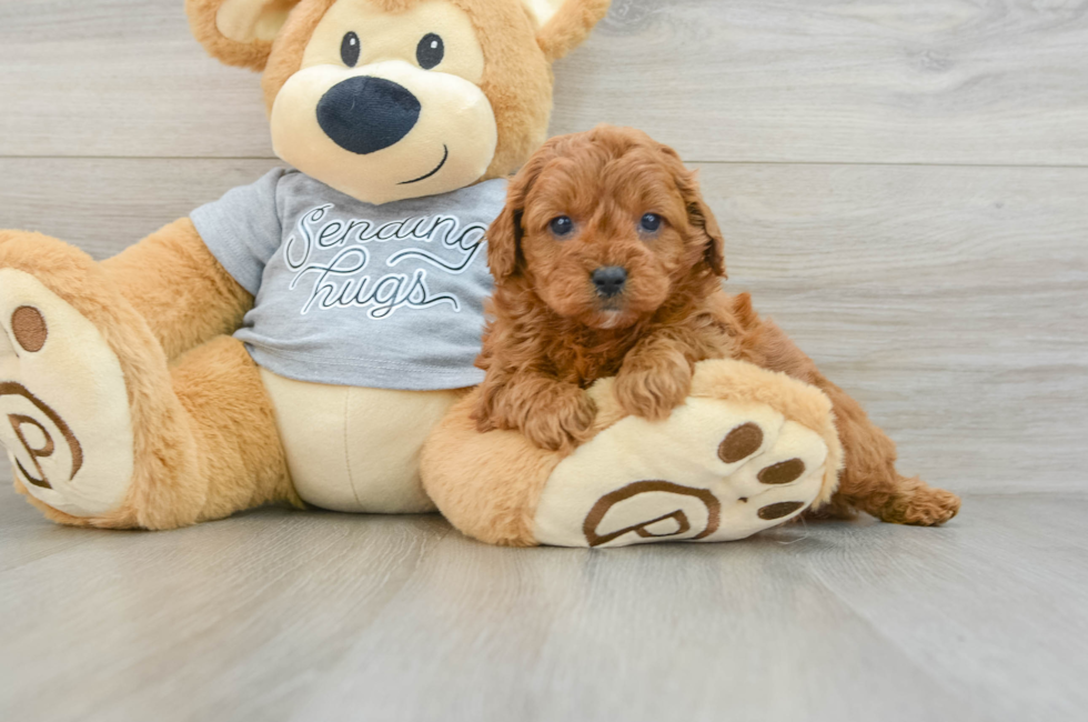 6 week old Cavapoo Puppy For Sale - Seaside Pups