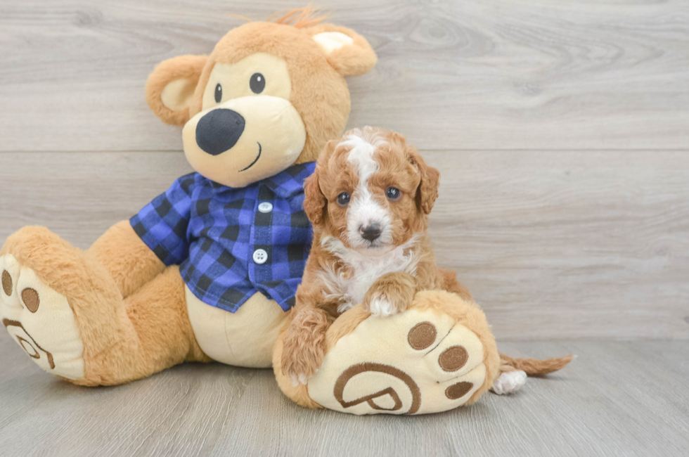 5 week old Cavapoo Puppy For Sale - Seaside Pups