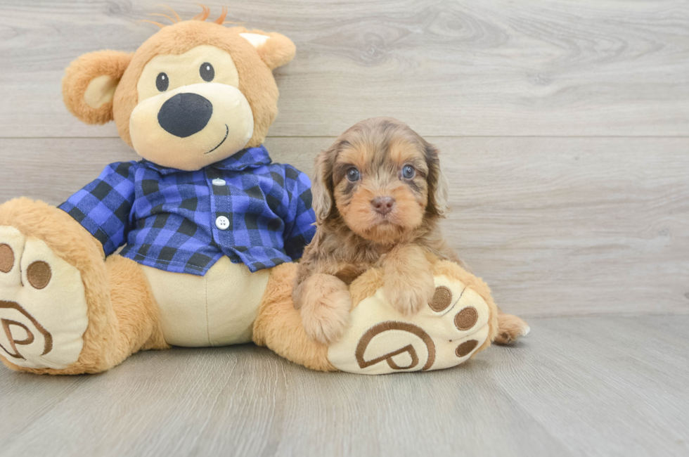 5 week old Cavapoo Puppy For Sale - Seaside Pups
